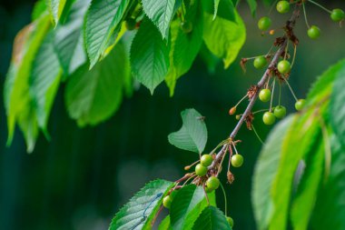 Dal üzerinde doğal yeşil kiraz