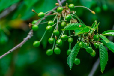 Dal üzerinde doğal yeşil kiraz