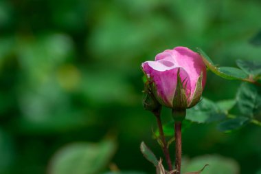 Bahar bahçesinde çiçek açan güzel pembe çiçekler