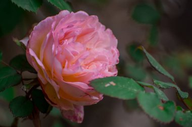 Bahar bahçesinde çiçek açan güzel beyaz güller.