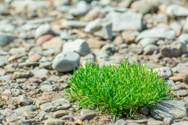 Sahilde taş üstünde yeşil geyik