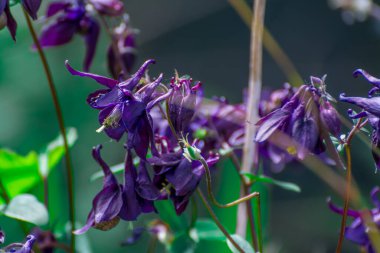 Bahar bahçesinde çiçek açan güzel bir çiçek