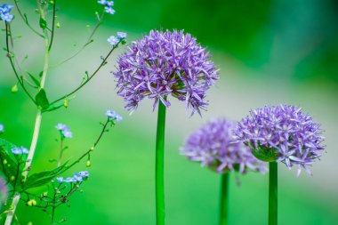 Bahar bahçesinde çiçek açan güzel bir çiçek