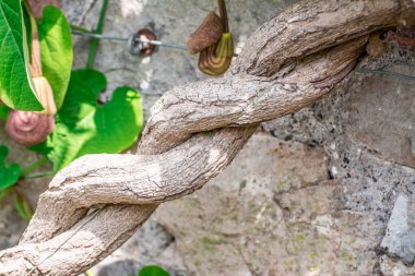 Parkta ağaç dalı olan doğa arkaplanı 