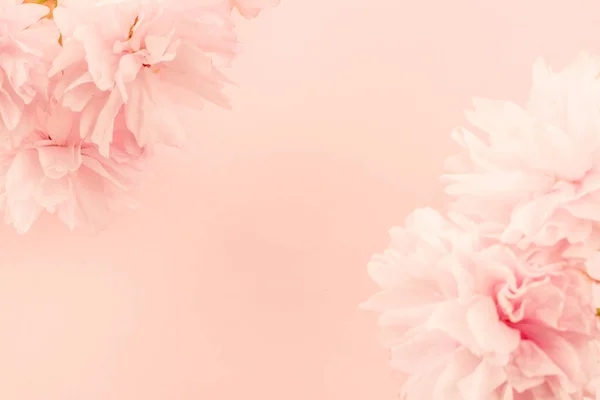 Parlak arkaplanda pembe sakura çiçekleri