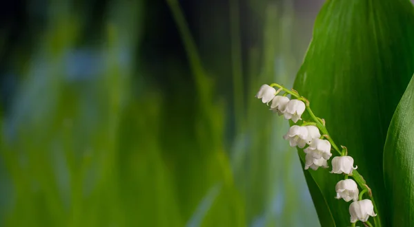 Yeşil Arka Planda Güzel Beyaz Çiçekler — Stok fotoğraf