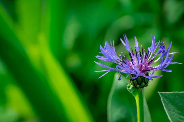 Hermosas Flores Azules Flor Jardín Primavera — Foto de Stock