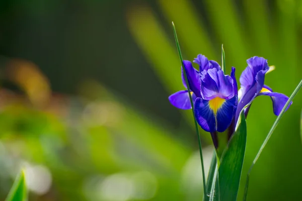 Hermosas Flores Azules Flor Jardín Primavera —  Fotos de Stock
