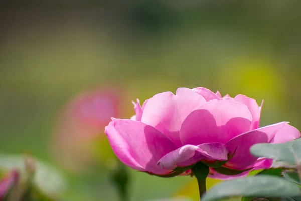 Krásné Růžové Květy Rozkvětu Jarní Zahradě — Stock fotografie