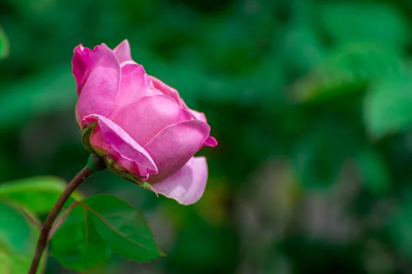 Beautiful Pink Flowers Bloom Spring Garden — Stock Photo, Image