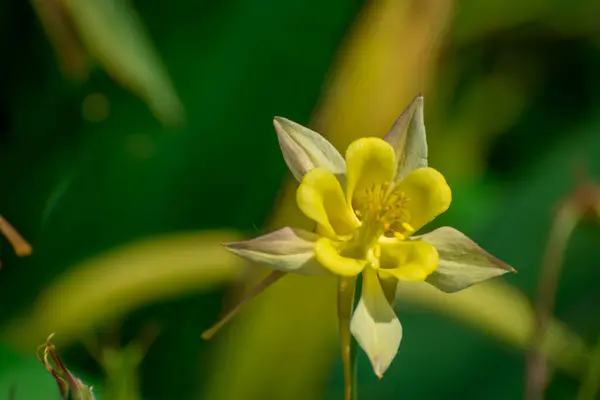 Όμορφο Λουλούδι Ανθισμένο Στον Κήπο Της Άνοιξης — Φωτογραφία Αρχείου
