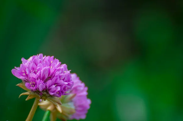 Hermosa Flor Flor Jardín Primavera —  Fotos de Stock