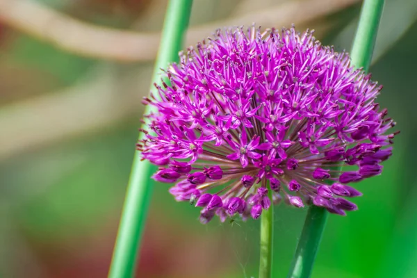 Bel Fiore Fiore Nel Giardino Primaverile — Foto Stock