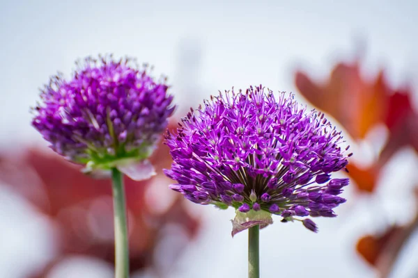 Vacker Blomma Blom Vår Trädgård — Stockfoto