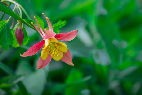 Schöne Blume Auf Blüte Frühling Garten — Stockfoto