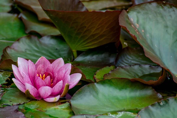 Beautiful Flower Bloom Spring Garden — Stock Photo, Image