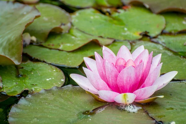 Beautiful Flower Bloom Spring Garden — Stock Photo, Image