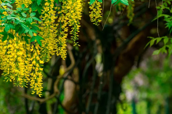 Mooie Bloem Bloei Lente Tuin — Stockfoto