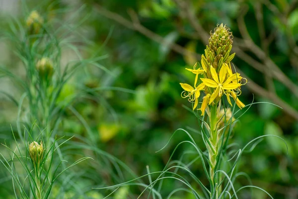 Vacker Blomma Blom Vår Trädgård — Stockfoto