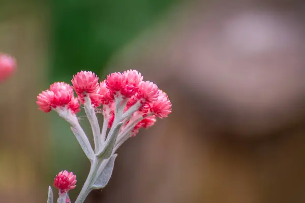 Bel Fiore Fiore Nel Giardino Primaverile — Foto Stock