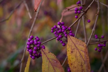 Vahşi mor böğürtlenlerin fotoğrafı, üzerinde kurumuş bir yaprak var.