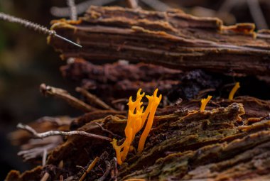 Ormanda kahverengi yapraklarda yetişen turuncu mantar ya da mantar.