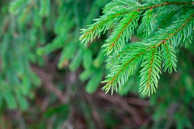 Yeşil kabarık köknar ağacı dalı yakın, Noel duvar kâğıdı kapalı