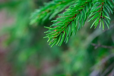 Yeşil kabarık köknar ağacı dalı yakın, Noel duvar kâğıdı kapalı