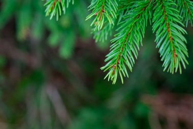 Yeşil kabarık köknar ağacı dalı yakın, Noel duvar kâğıdı kapalı