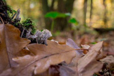 Sarı yapraklı sonbahar mantarı ormanda yetişiyor.