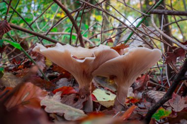 Sarı yapraklı sonbahar mantarı ormanda yetişiyor.