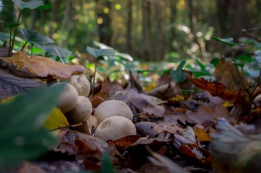 Sarı yapraklı sonbahar mantarı ormanda yetişiyor.