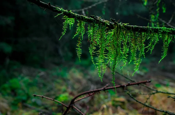 森の中の木の枝は苔で覆われ — ストック写真