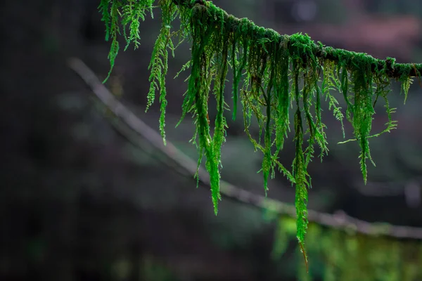 森の中の木の枝は苔で覆われ — ストック写真