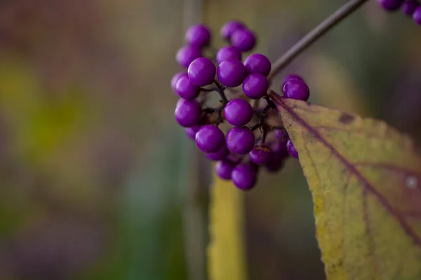 Foto Bayas Moradas Silvestres Con Una Hoja Seca Ramita —  Fotos de Stock