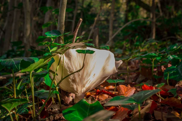 Nature Background Mushroom Forest — Stock Photo, Image