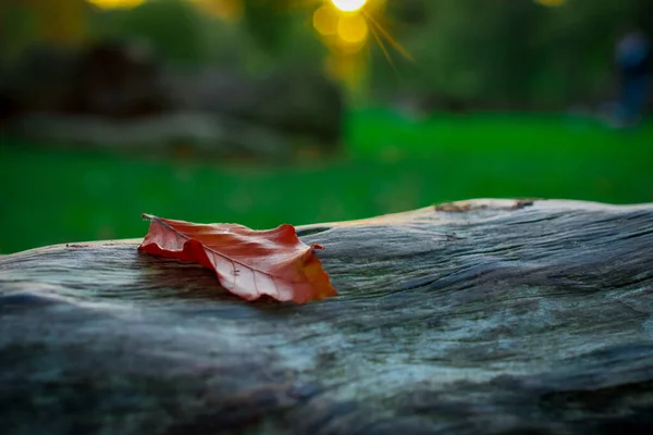 Buntes Laub Herbstlichen Park Hintergrund — Stockfoto