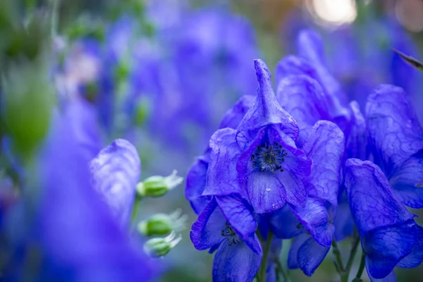 Niebieski Delphinium Piękne Kwiaty Ogrodzie Letnim — Zdjęcie stockowe