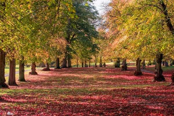 Autumntrees Dans Beau Parc — Photo