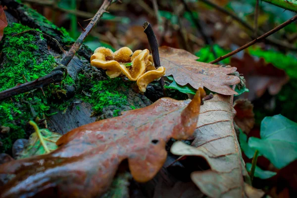 Herfst Paddestoel Groeit Het Bos Met Gele Bladeren — Stockfoto