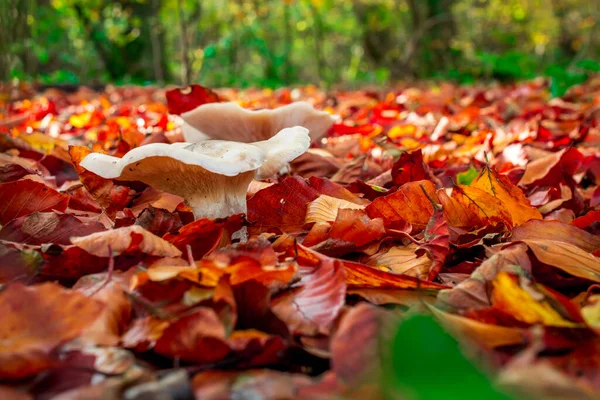 Jesienny Grzyb Rosnący Lesie Żółtymi Liśćmi — Zdjęcie stockowe