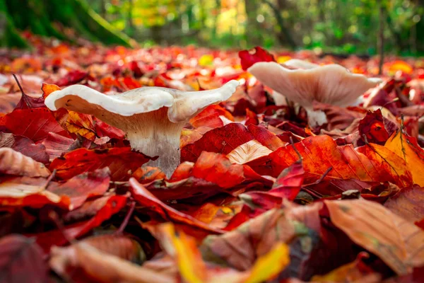 Jesienny Grzyb Rosnący Lesie Żółtymi Liśćmi — Zdjęcie stockowe
