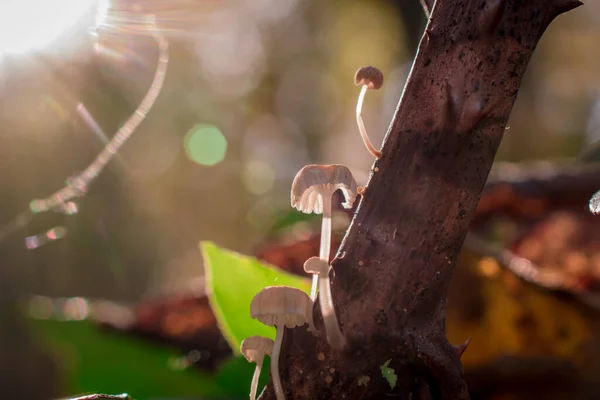 黄色の葉を持つ森で育つ秋のキノコ — ストック写真