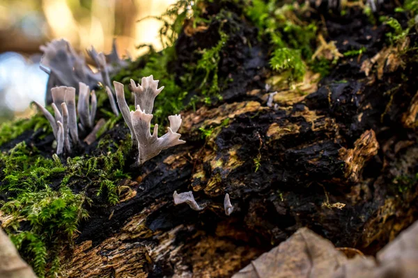 Herfst Paddestoel Groeit Het Bos Met Gele Bladeren — Stockfoto