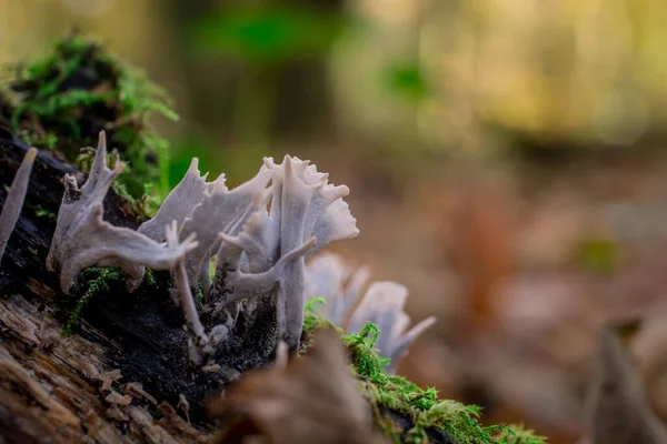 Champignon Automne Poussant Dans Forêt Avec Des Feuilles Jaunes — Photo