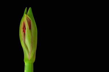 Kırmızı Amaryllis çiçeği, siyah arka planda yakın plan çekimi.