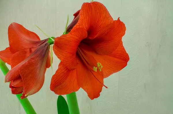 Rote Amaryllis Blume Nahaufnahme Auf Weißem Hintergrund — Stockfoto