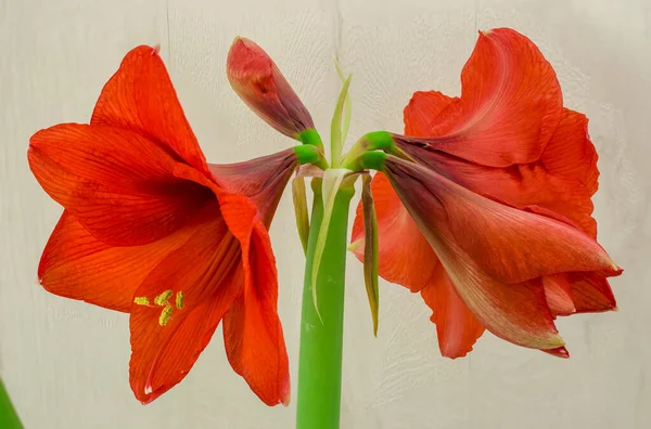 Rote Amaryllis Blume Nahaufnahme Auf Weißem Hintergrund — Stockfoto