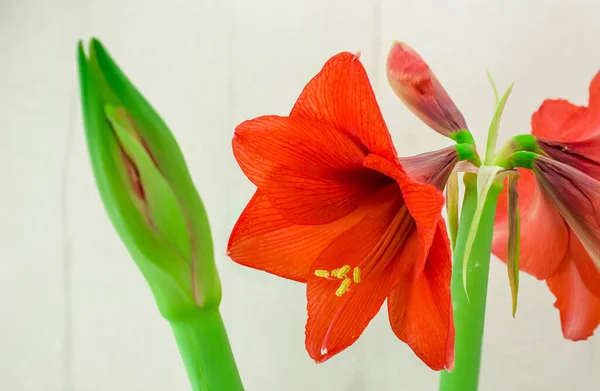 Rote Amaryllis Blume Nahaufnahme Auf Weißem Hintergrund — Stockfoto