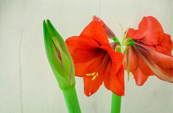 Rote Amaryllis Blume Nahaufnahme Auf Weißem Hintergrund — Stockfoto